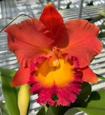 Cattleya Rlc Siam Orange Orchid Plant 2BB25