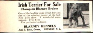 1912 Irish Terrier Dog Blarney Kennels Convent NJ Vintage Print Ad 763