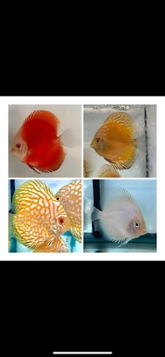 x1 Cobalt Green Discus 3.5 to 3.75   Live Fish Aquarium Overnight