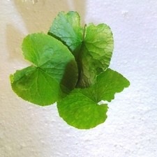 Feuilles de Gotukola séchées au soleil centella asiatica Herbla Tea bio pur 1...
