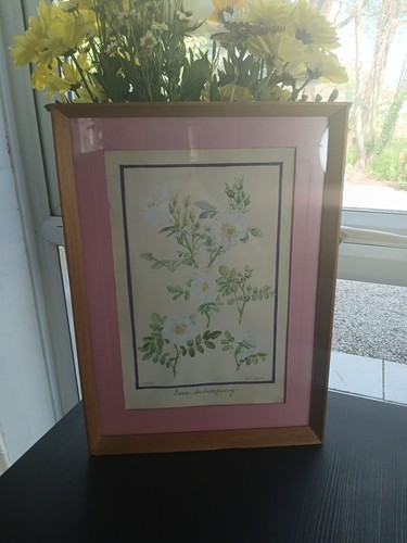 Watercolour Painting Of A Rosa Schneezwerg Flower By G.E.Cross 1975 Framed