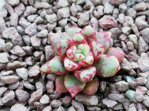 Jelly Jam 6cm diameter 🏵️Cutting Echeveria succulent - Picture 7 of 9