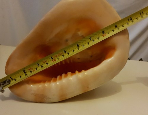 Casco de colección muy grande con cuernos gigantes caracola mar cáscara tiras de tigre 24 cm - Imagen 7 de 12