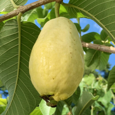 50+ Egyptian Yellow Guava Seeds for Garden Planting - USA - FREE SHIPPING!  | eBay