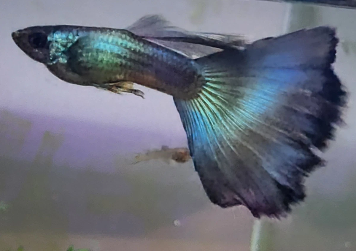 Live Aquarium Guppy Fish for sale | eBay