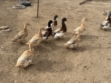Saxony Duck Hatching Eggs