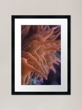 Anemone of the Sea Framed Art Print Framed Wall Art Poster Canvas Print Picture
