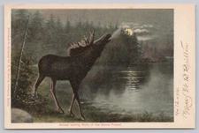Postcard Bull Moose Calling Mate in the Maine Forest, Hand Dated 1906