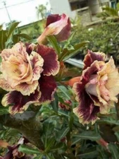 4 Cream Maroon Desert Rose Seeds Adenium Flowers Flower Perennial 21 US SELLER