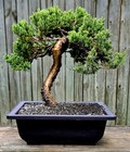 Japanese Dwarf Juniper Bonsai In 9 Inch Black Plastic Pot. Shari/Weathered Trunk