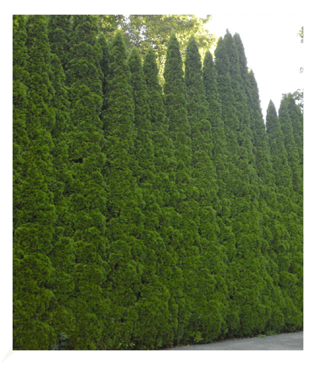 Lebensbaum-Smaragd-Thuja - (- Lebensbaum -) - Volle-Sonne Pflanzen,  Strucher & Hecken online kaufen | eBay.de
