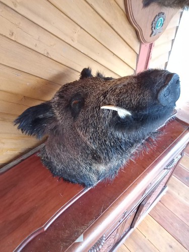 Jabalí Cerdo Hombro Cabeza Taxidermia Decoración del Hogar Naturaleza Educación Taxidermia - Imagen 5 de 13
