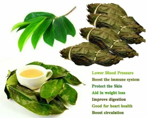+100 Guanabana Graviola getrocknete Soursop Blätter 100% Bio Natur - Bild 3 von 7