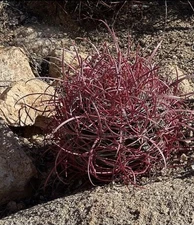 Stunning Red Barrel Cactus Long Thorn 