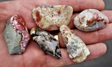 Fossil Dinosaur Poop • 5 Bagged Specimens w/ Info Cards