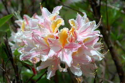 SEEDVILLE USA 20 WESTERN AZALEA Pink White Yellow Shrub Flower Rhododendron Occidentale Seeds