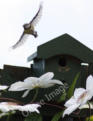 Foto 6x4 Erwachsene Blaumeise verlässt den Nistkasten Bromschärpe Cyanistes caeruleus - um 2010