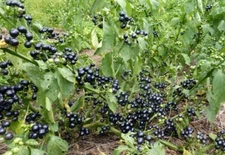 Garden Huckleberry/ GMO free/ organically grown in MN - 70 seeds