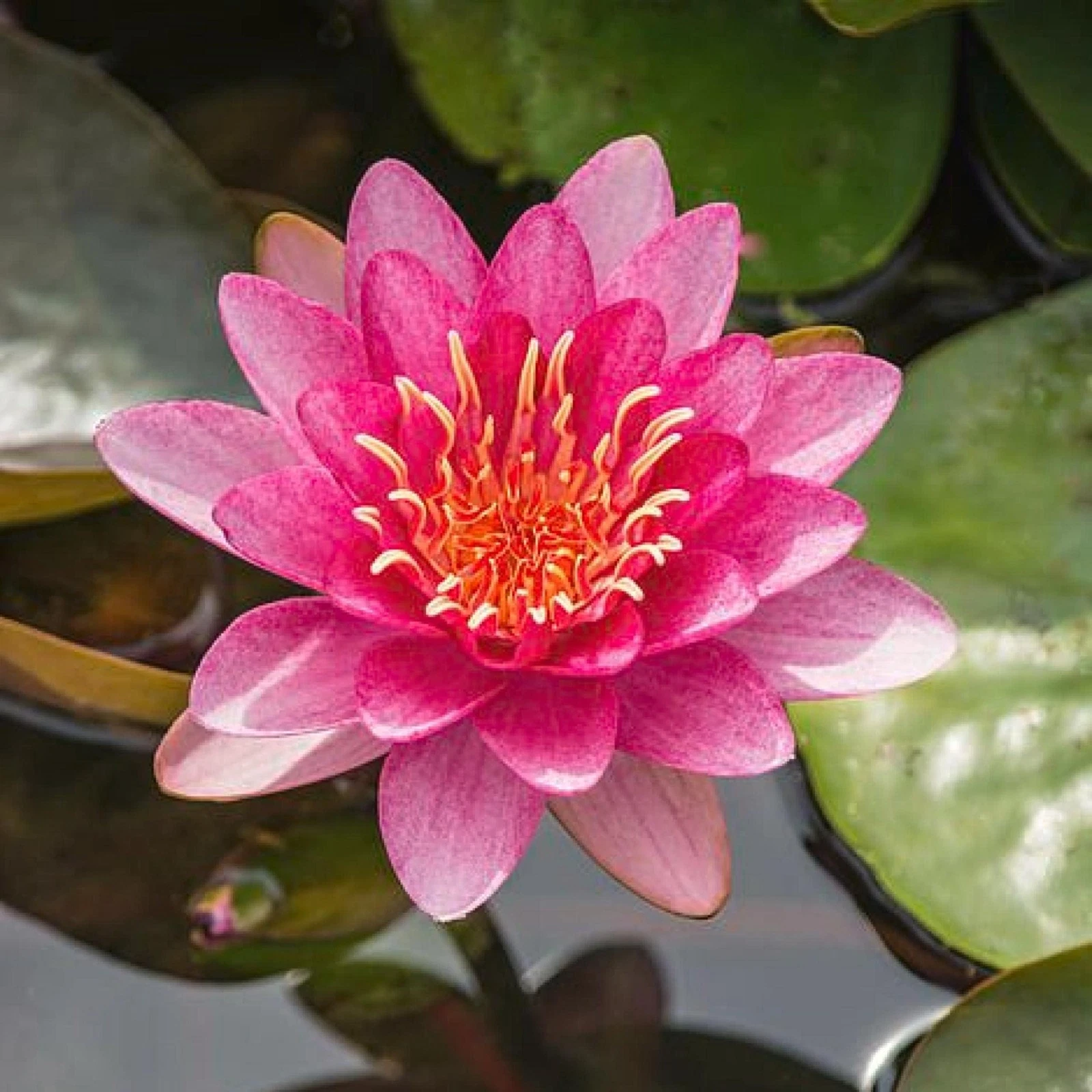 Chalily Water Lily - Thumbnail 2