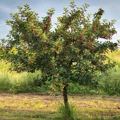 #ad 1 Wild Black Cherry Tree 2ft Tall Now Ready To Plant $26.00