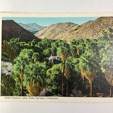California Postcard Early 1900s Palm Springs Palm Canyon California Postcard Early 1900s Palm Springs Palm Canyon