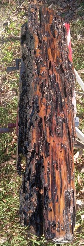 50"X7"X10" Mantel Underwater Recovered Old Growth Pecky REAL Sinker Cypress Wood - Picture 3 of 21