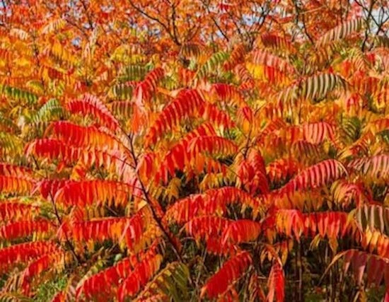 Staghorn Sumac Seeds Rhus Typhina Native Red Lemonade Red Fall Colors Landscape - Image 2 of 4