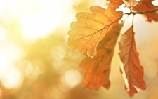 Landscape fall leaves oak sunlight plants petals Custom Gaming Mat Desk
