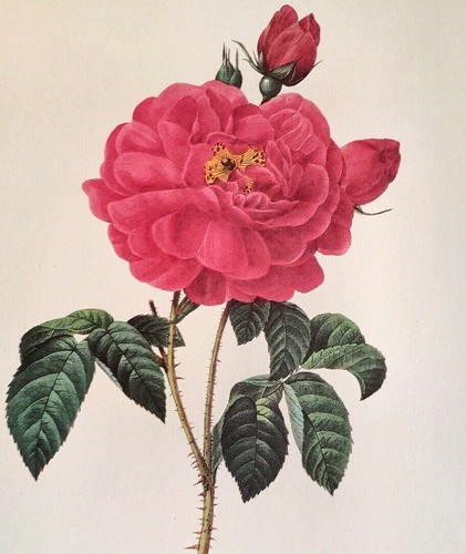 P. J. Redoute Blumen La Duchesse D Orleans Botanischer Kunstdruck Exlibris 121 - Bild 3 von 3
