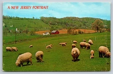 New Jersey NJ Asbury Warren County Sheep Pasture Unused Postcard, Z8