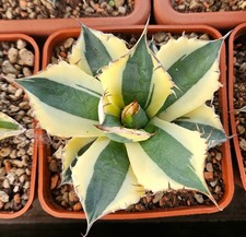Agave Titanota "Snaggletooth" - variegated