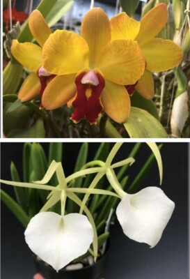 SC June Bug 'Venice Sunshine' x Brassavola nodosa. Blooming