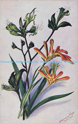 R605227 Black Kangaroo Paw Orange Kangaroo Paw Bon Marche Stores Stanway Tapp