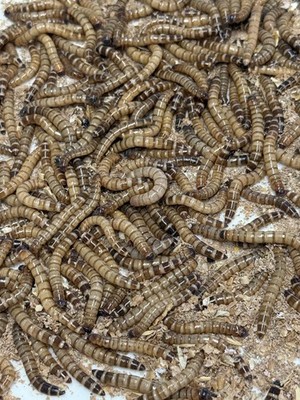 Live Superworms - 50 - 1,000 - Large 1.5''-2''   Reptile Feeders Food Insects