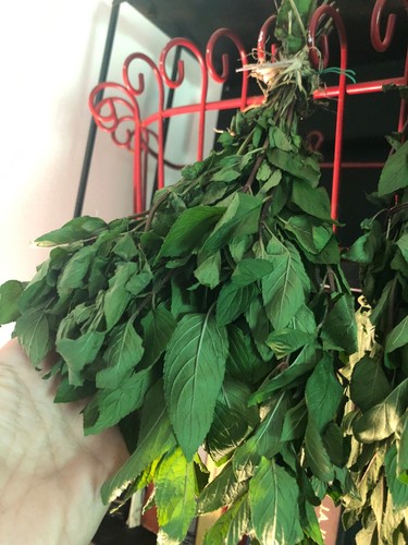 Pacchetti di erbe FRESH CUT Choco MENTA PIPERITA ~ 20 rametti / pacchetto ~ legati con fibre naturali - Foto 3 di 4