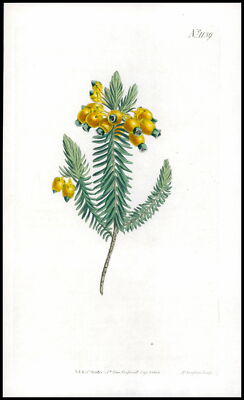 1808 CURTIS Botanical ERICA RESINOSA Lackierte Heide Pl 1139 (CB2/52)