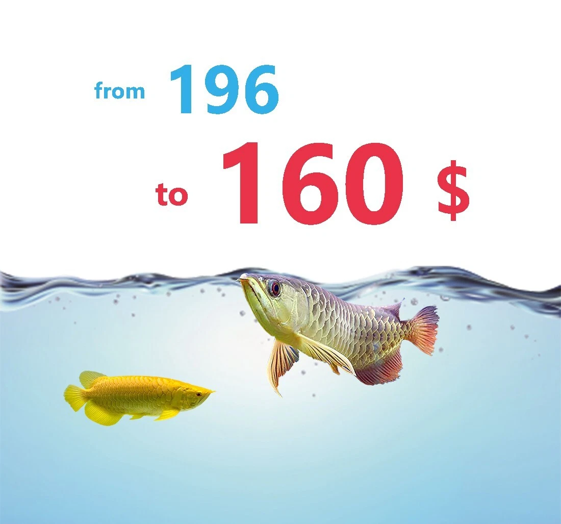 4x250 g. Hikari Tropical FOOD STICKS Arowana Carnivore Fish Food Pellet  Floating | eBay