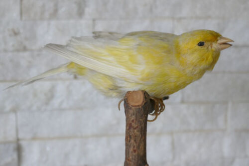 +++ Old Lovely Nice *YELLOW CANARY* *Kanarienvogel* Taxidermy Collectors +++