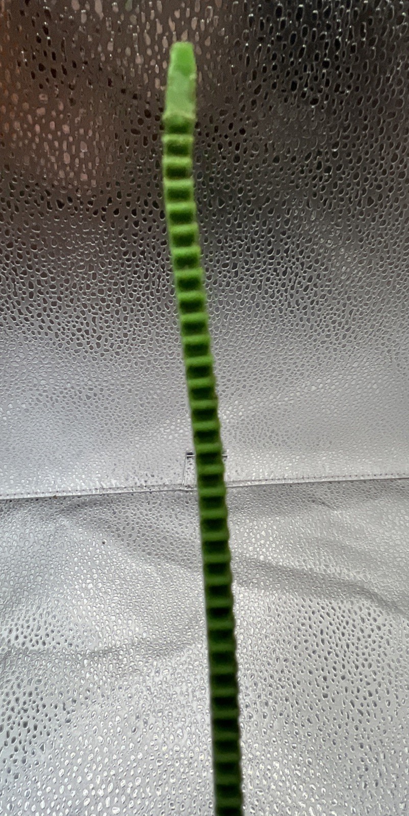 Picture 7 of 12