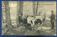 Gathering Sap Vermont Maple Sugar Orchard Postcard
