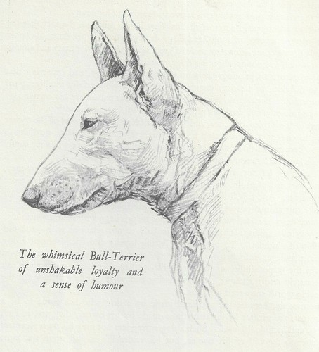 * Bull Terrier - Vintage Dog Print - 1938 KF Barker
