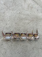 5pcs Rooted Dark Purple Sugarcane Cutting Sweet And Juicy Ready To Plant