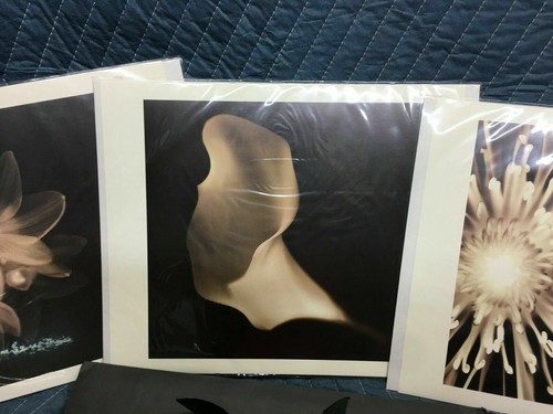 Southern Living at Home Melissa Springer Blooms Black & White Flower Prints NIB - 第 4/10 張圖片