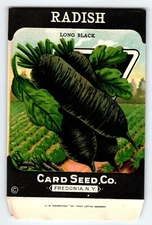 Long Black Radish 1920's Card Seed Co Packet EMPTY Vintage Fredonia New York NY