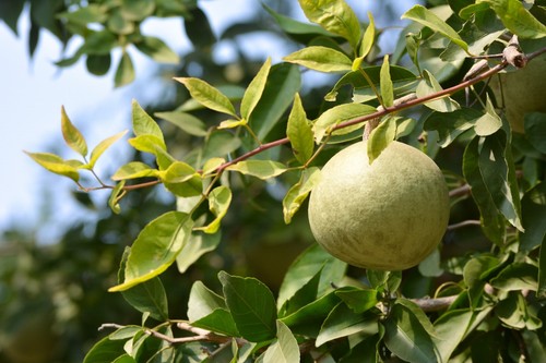 ARK PURE HERB Bel patra-Aegle marmelos leaves powder Handmade Natural Organic - 第 4/4 張圖片