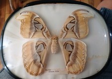 Vintage Butterfly Taxidermy ATTACUS ATLAS MOTH 