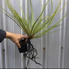 Drosera regia 'Big Easy'. Rare Cultivar! Potted To Select States. Heat Pck Avail