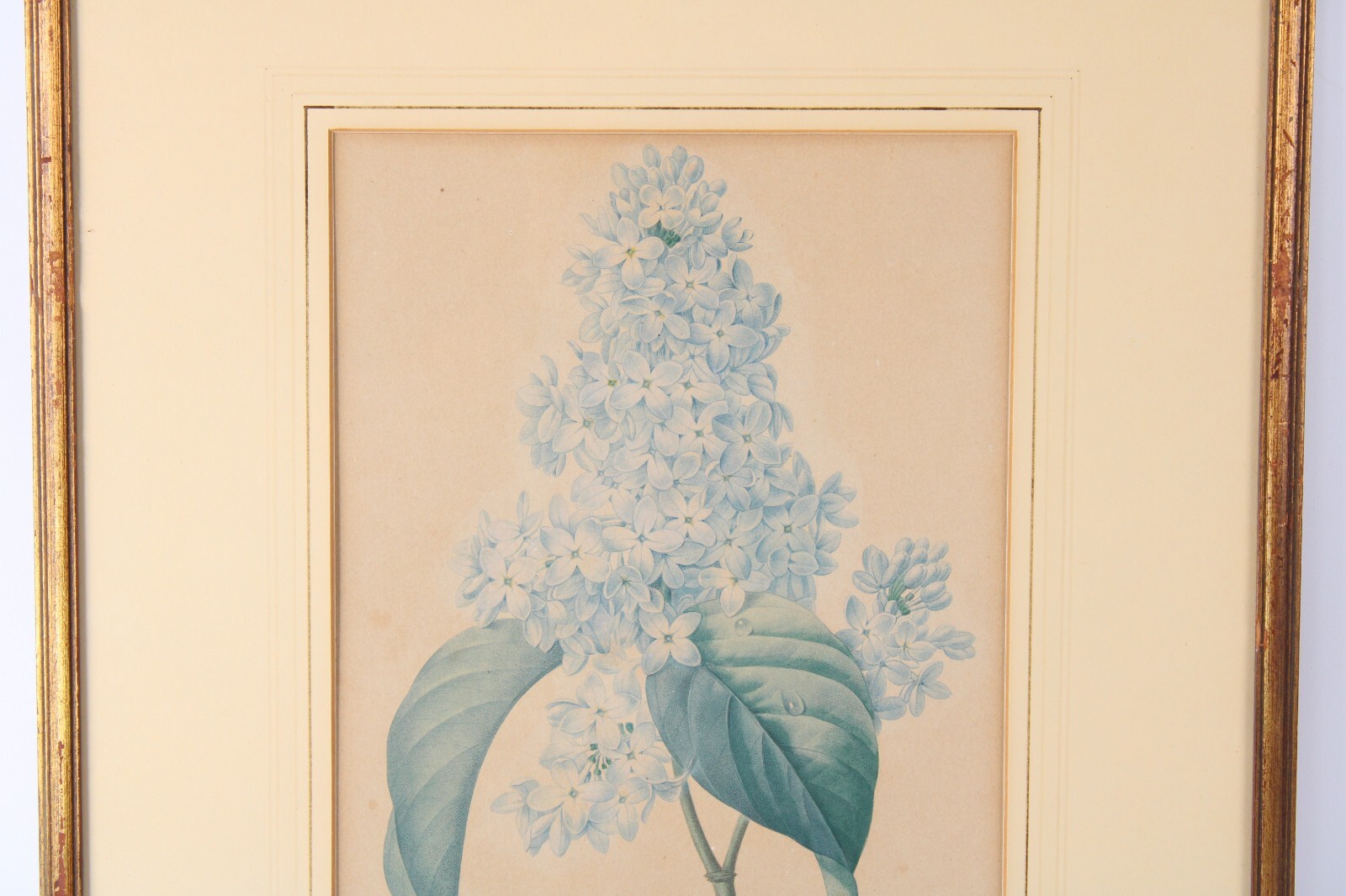 Antique P J Redoute "Lilas" Botanical Original Color Stipple Engraving Langlois