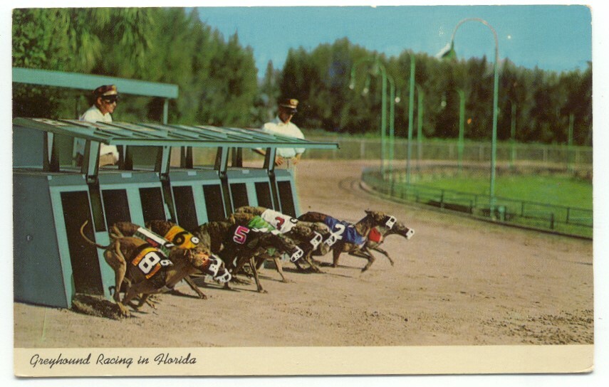 Irish Examiner Irish Greyhound Board Members Greyhound Dog Racing