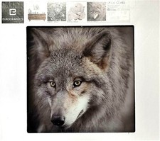 Eurographics Glasbild 30x30cm, Wild Animals Wolf, DG-DC3176, NEU/OVP